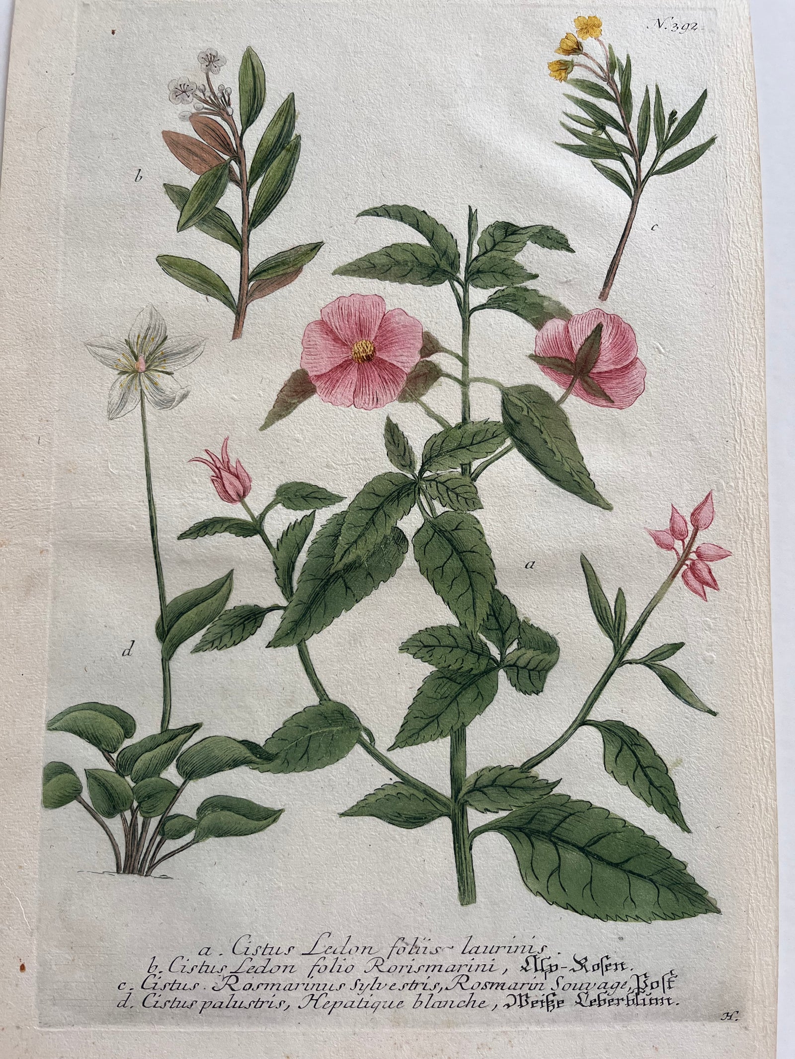 Cistus ledon, rose, Plate No. 392 – Johann Wilhelm Weinmann, Phytanthoza Iconographia